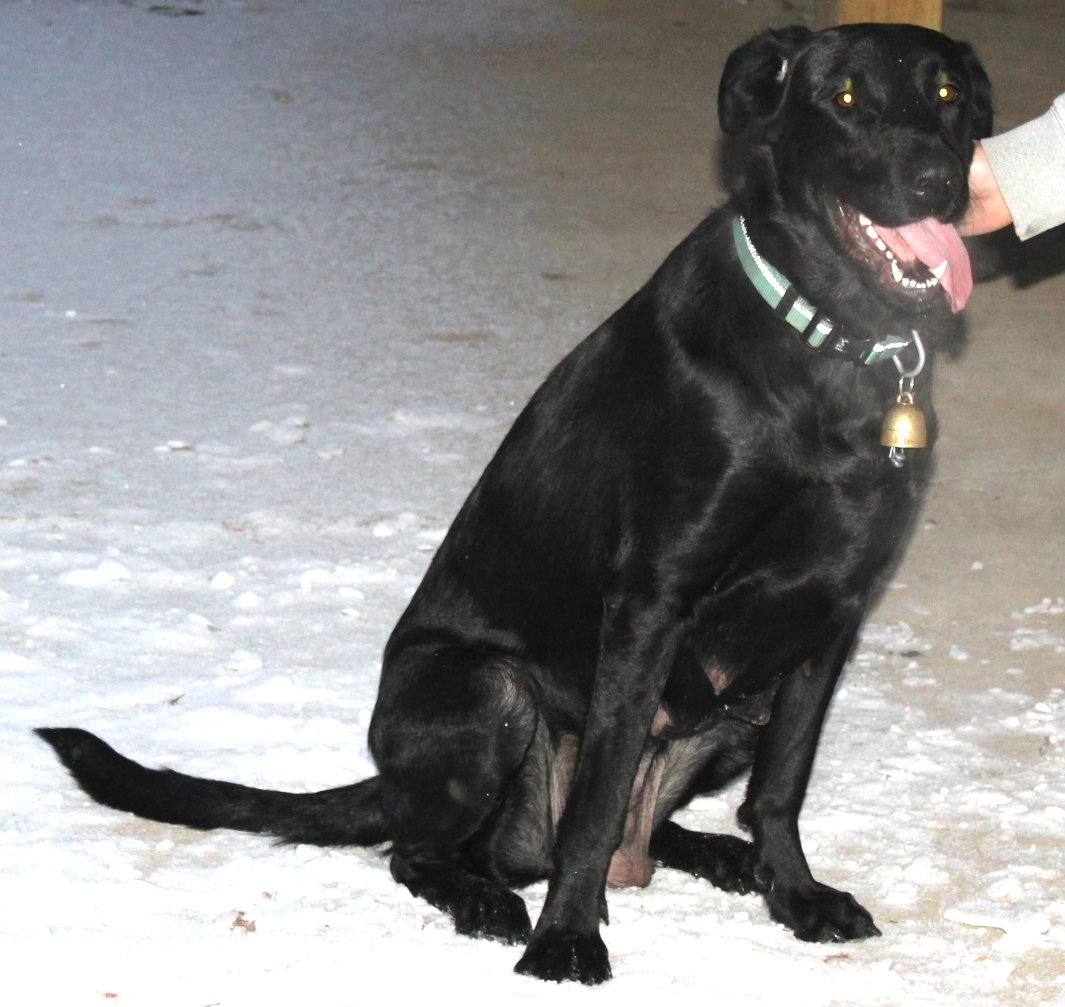 Enlarge Lolo, an adoptable mixed breed in Huron, SD image 5/5