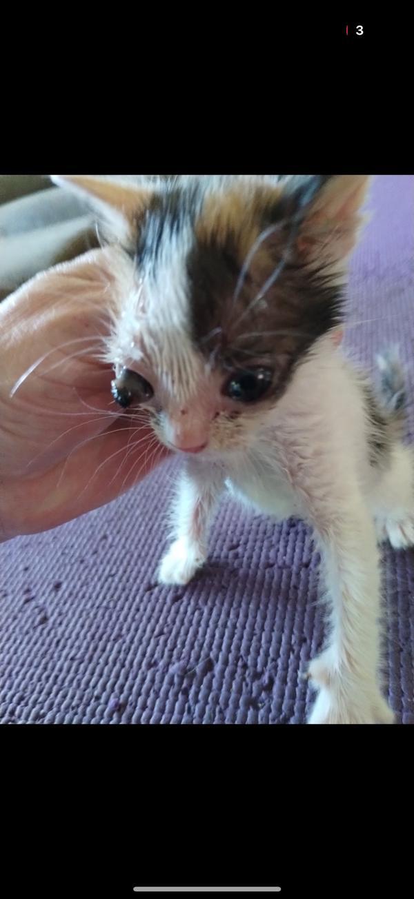 Kettle, Adoptable, Kitten Female Domestic Short Hair.
