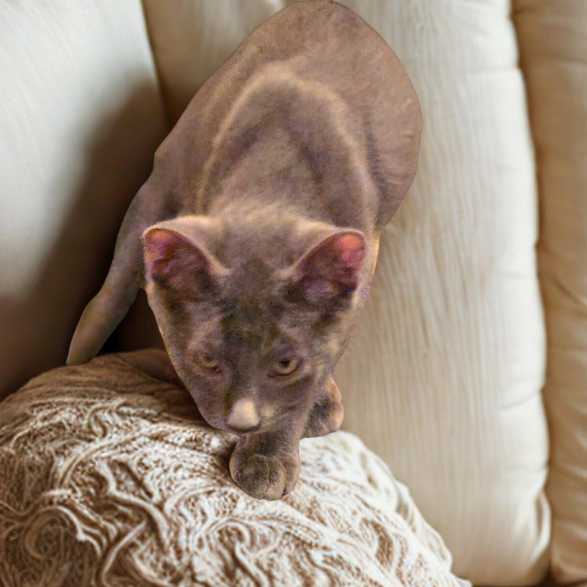 Enlarge Peony, a ADOPTABLE Domestic Short Hair in Dallas, TX image 2/2