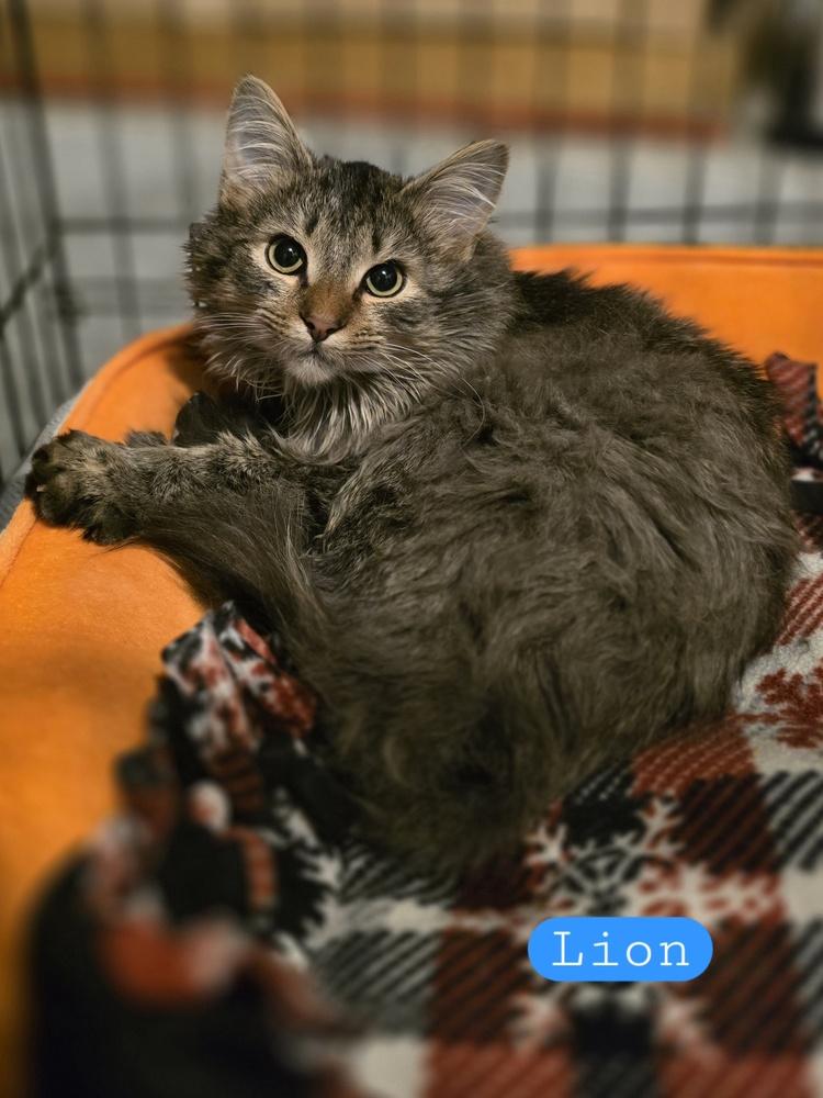 Enlarge Lion K 448, a Adoptable Domestic Medium Hair in Metamora, IL image 1/1