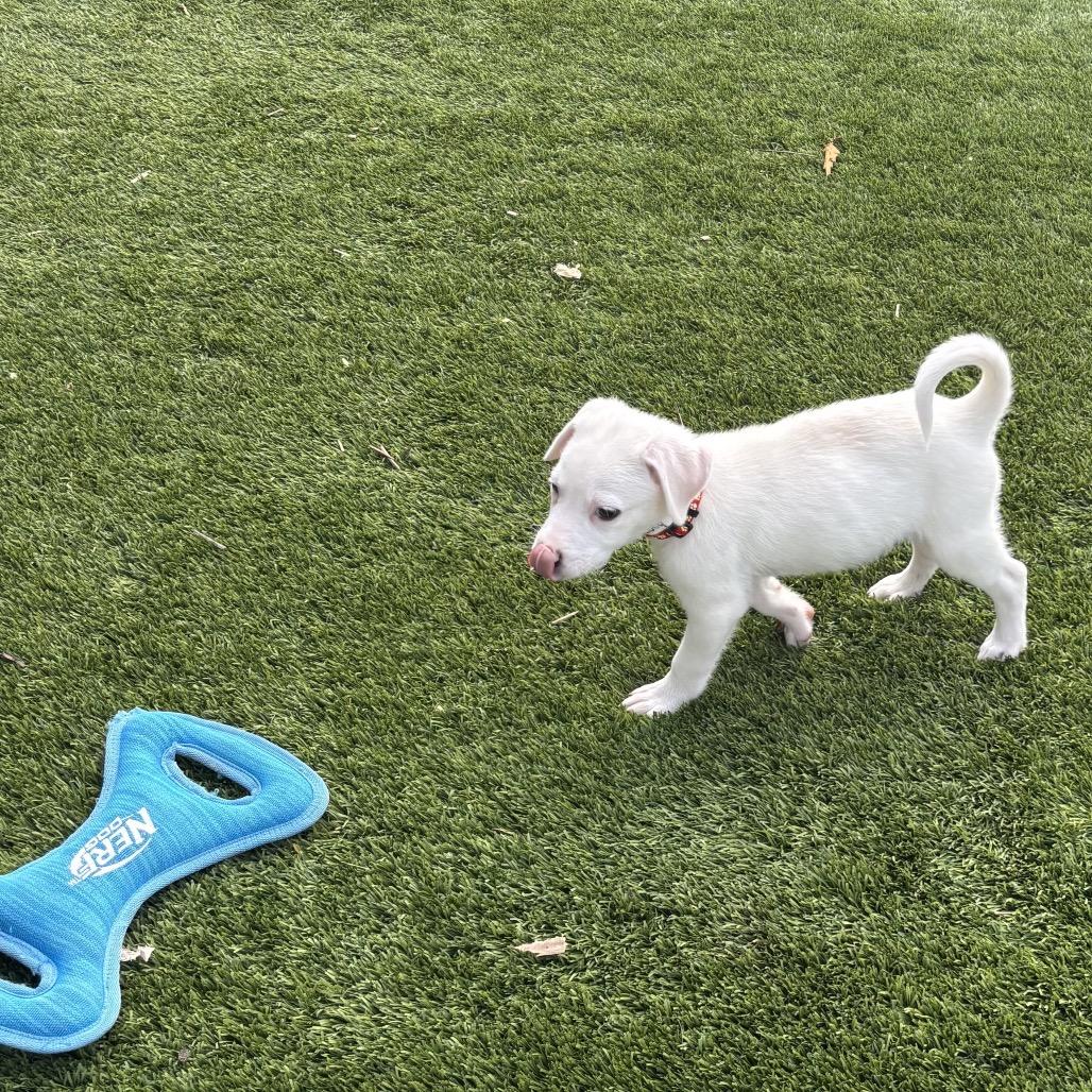 Zoey, Adoptable, Puppy Female Great Pyrenees.