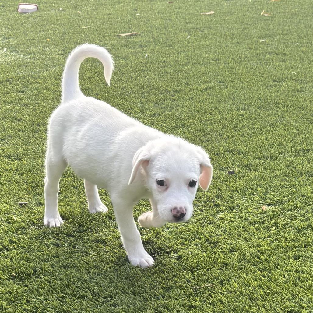 Enlarge Zoey, a Adoptable Great Pyrenees in San Antonio, TX image 2/2