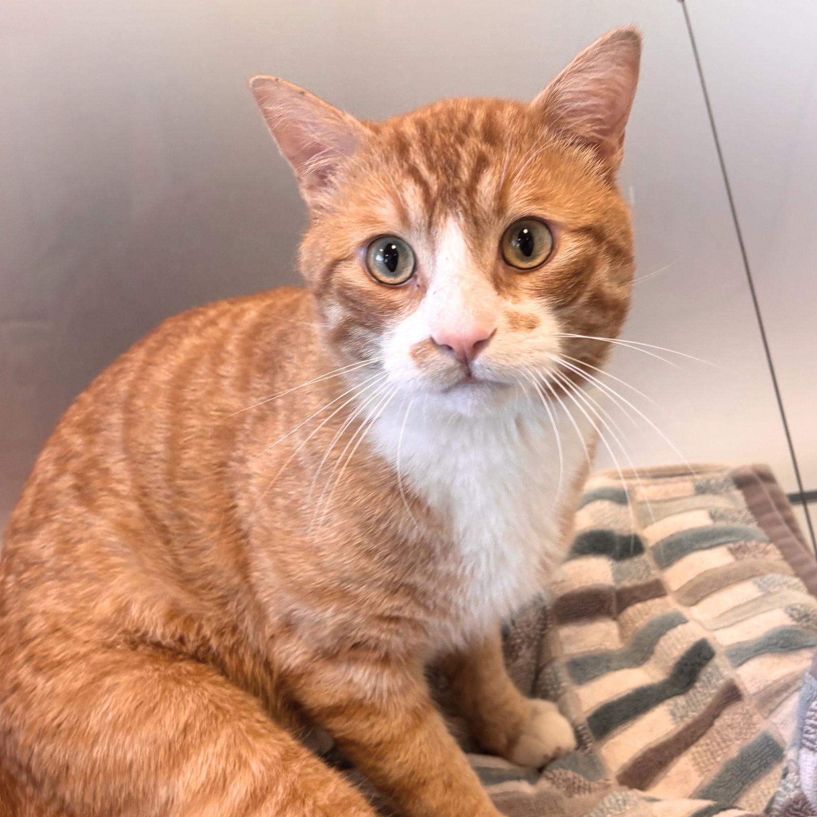 Tidus, Adopted, Adult Male Domestic Short Hair & Tabby.