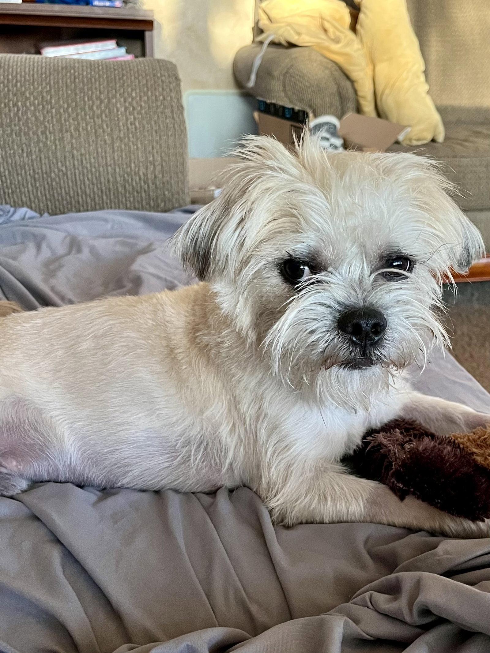 Morgan, Adoptable, Young Male Brussels Griffon & Lhasa Apso.