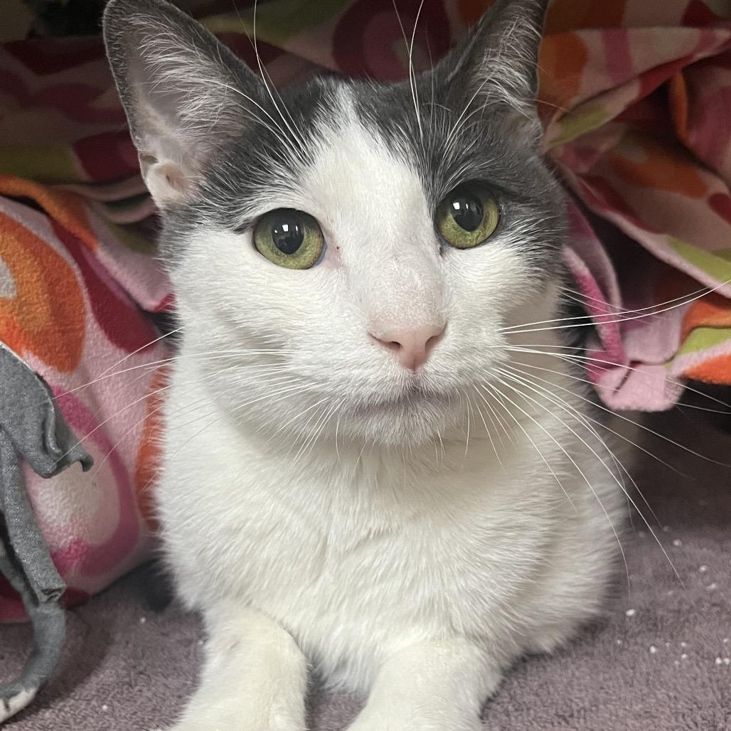 Enlarge Louis, a Adoptable Domestic Short Hair in Naples, FL image 1/1