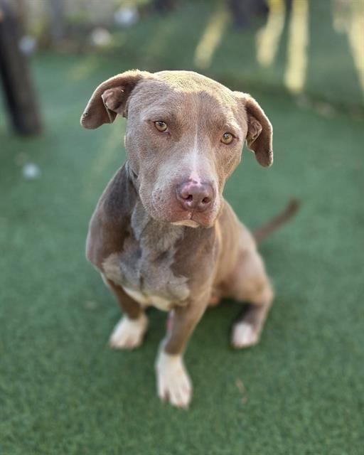 HORIZON, Adoptable, Adult Male Mixed Breed.