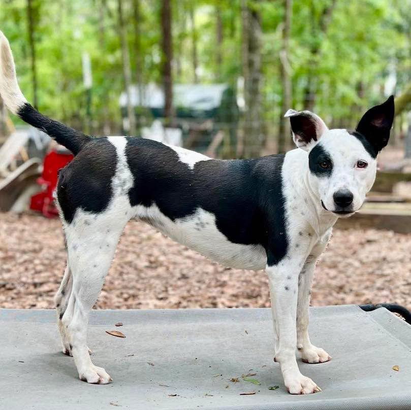 Athena, a Adoptable Terrier in Grand Bay, AL image 1/3