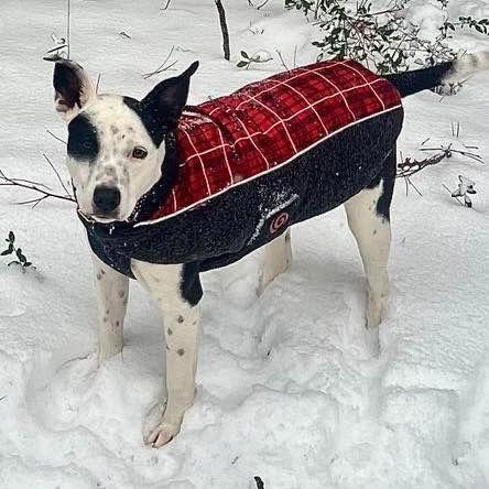 Athena, Adoptable, Young Female Terrier.