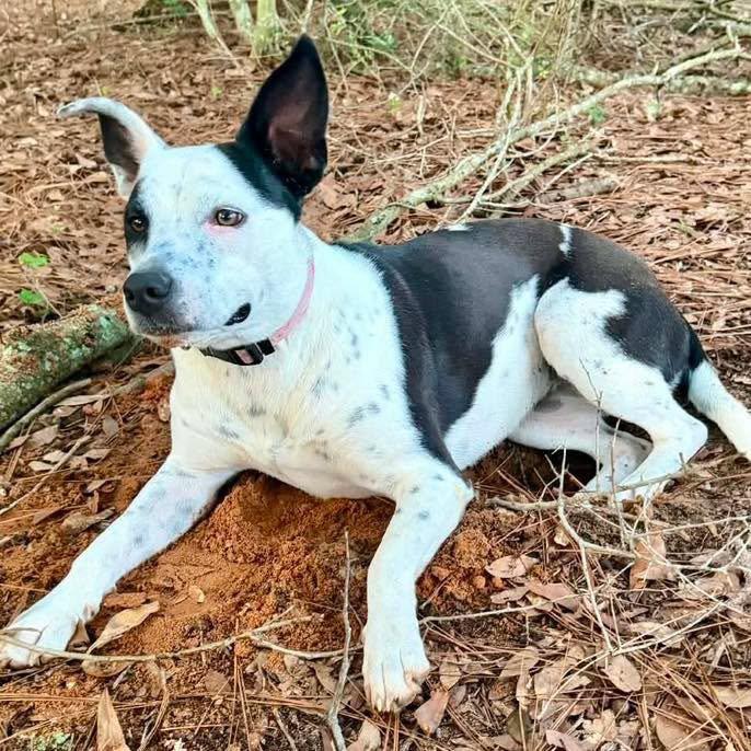 Enlarge Athena, a Adoptable Terrier in Grand Bay, AL image 3/3