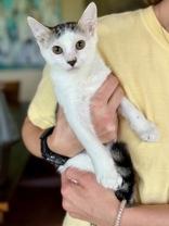 Lilith, an adoptable Domestic Short Hair in El Reno, OK, 73036 | Photo Image 1