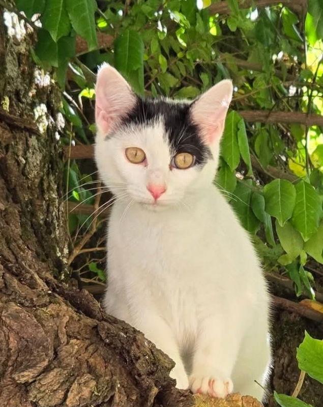 Missy, Adoptable, Young Female Domestic Short Hair.
