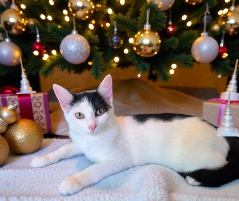 Missy, a Adoptable Domestic Short Hair in Knoxville, TN image 2/3