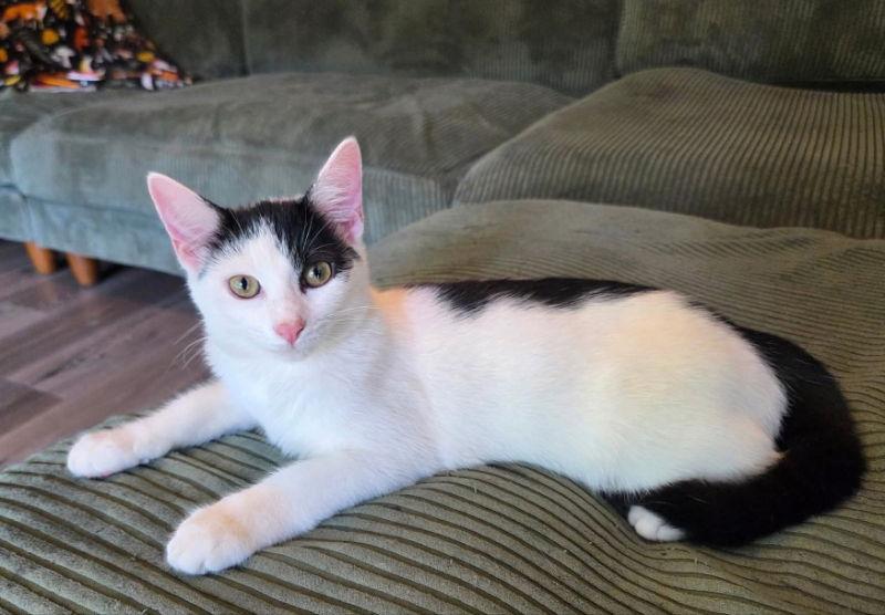 Missy, a Adoptable Domestic Short Hair in Knoxville, TN image 3/3