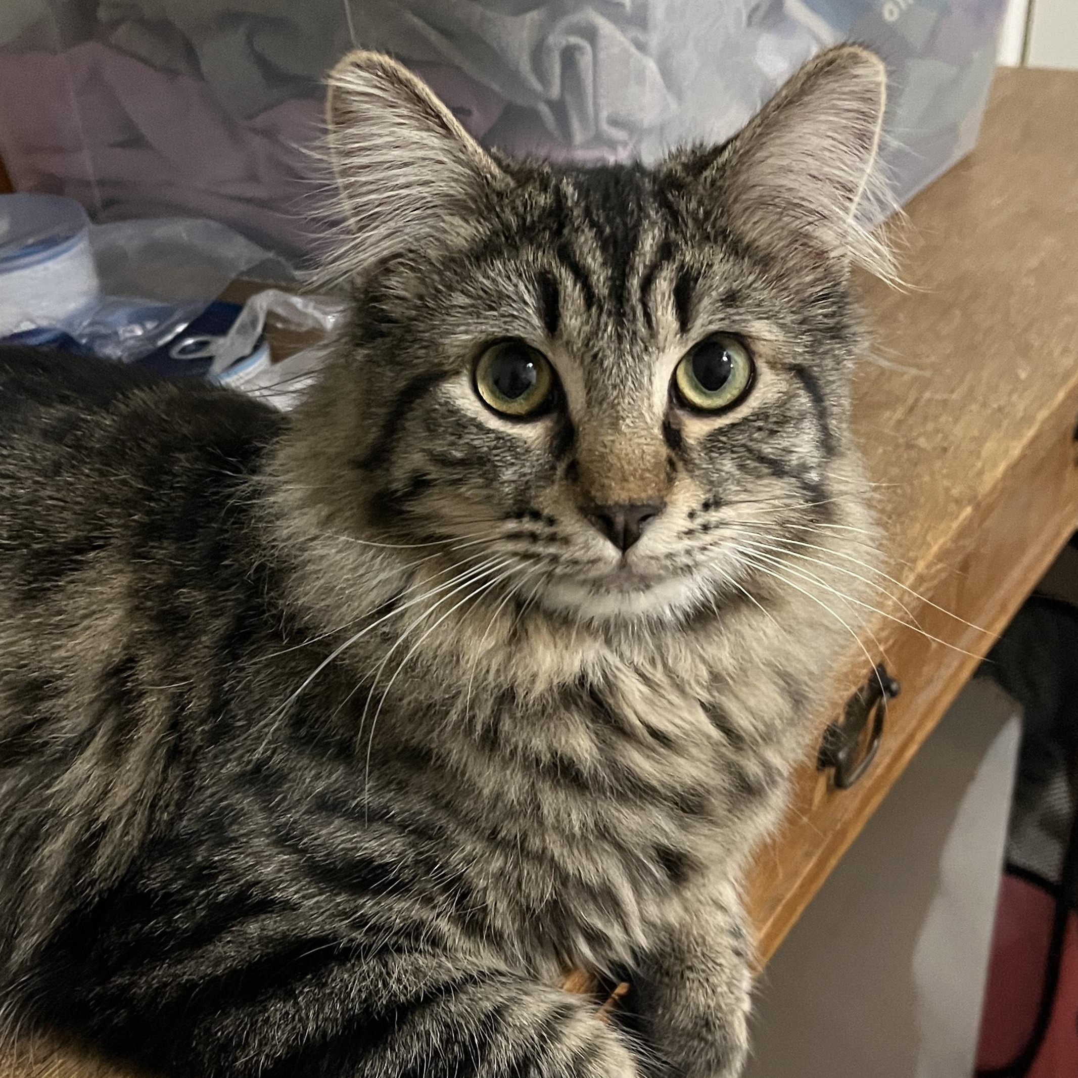 Benjamin, a Adoptable Domestic Medium Hair in Shingletown, CA image 1/3