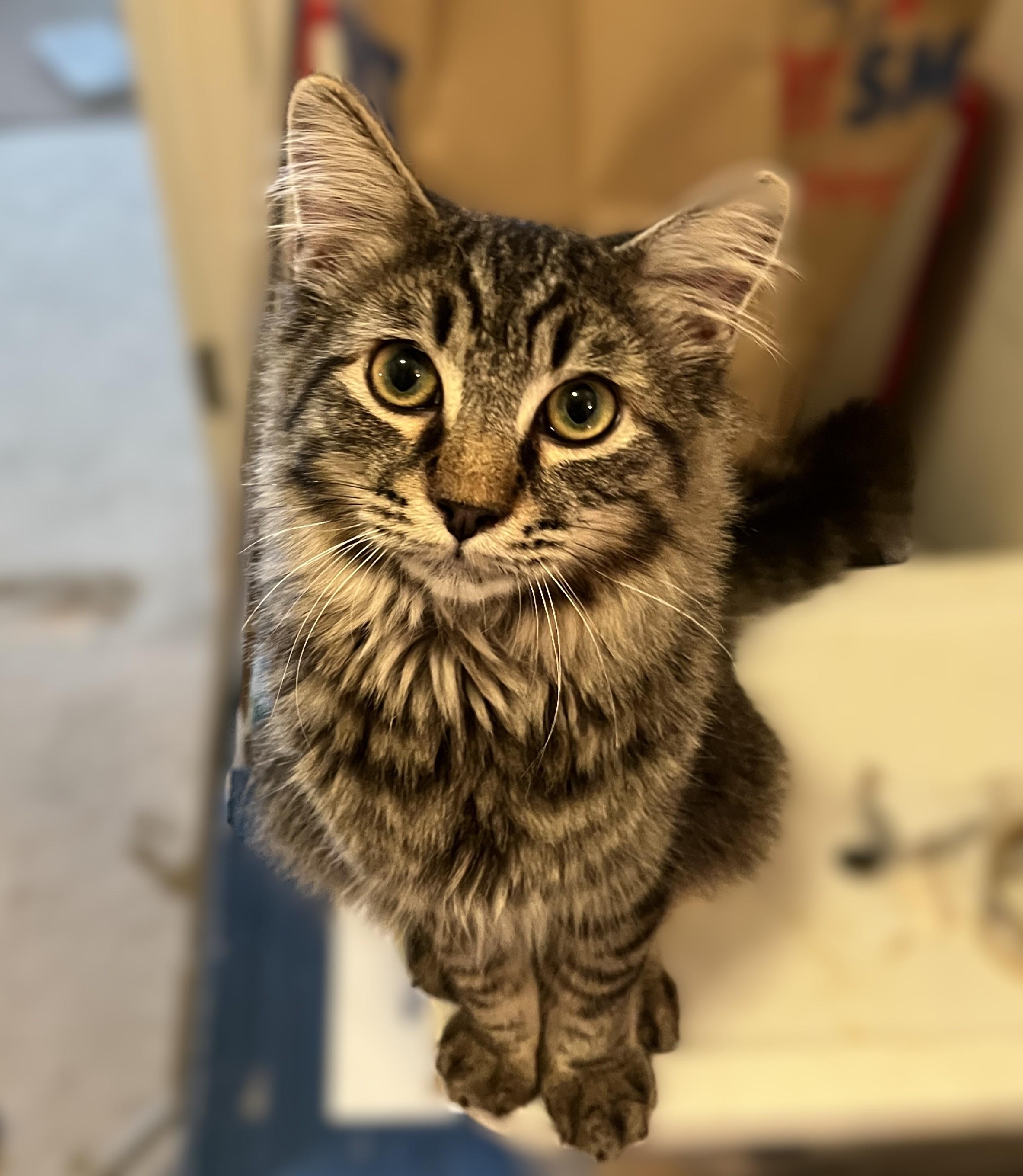 Benjamin, a Adoptable Domestic Medium Hair in Shingletown, CA image 3/3