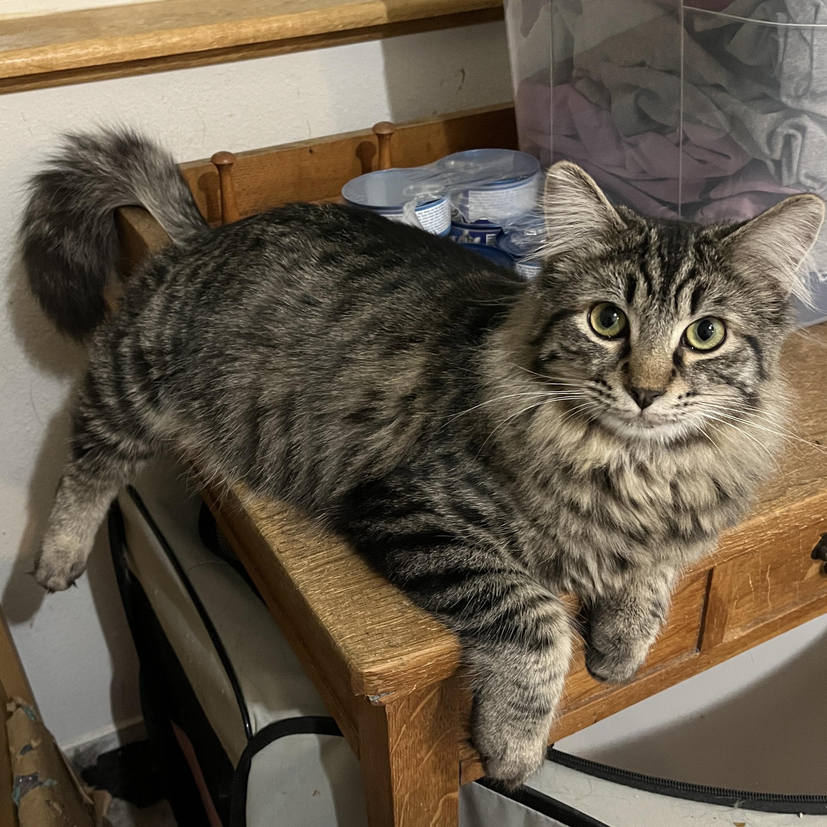 Benjamin, a Adoptable Domestic Medium Hair in Shingletown, CA image 2/3