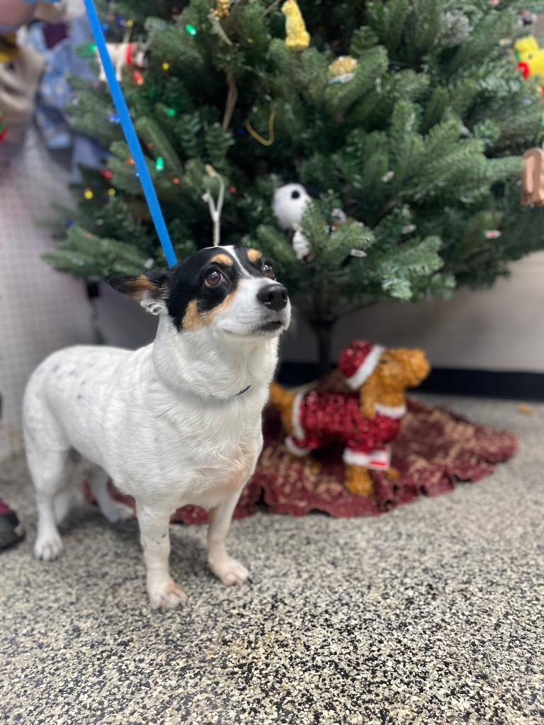 Undersea Gal Millie thumbnail 2