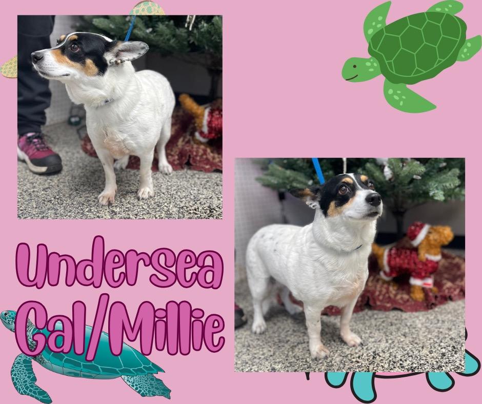 Undersea Gal Millie thumbnail 4