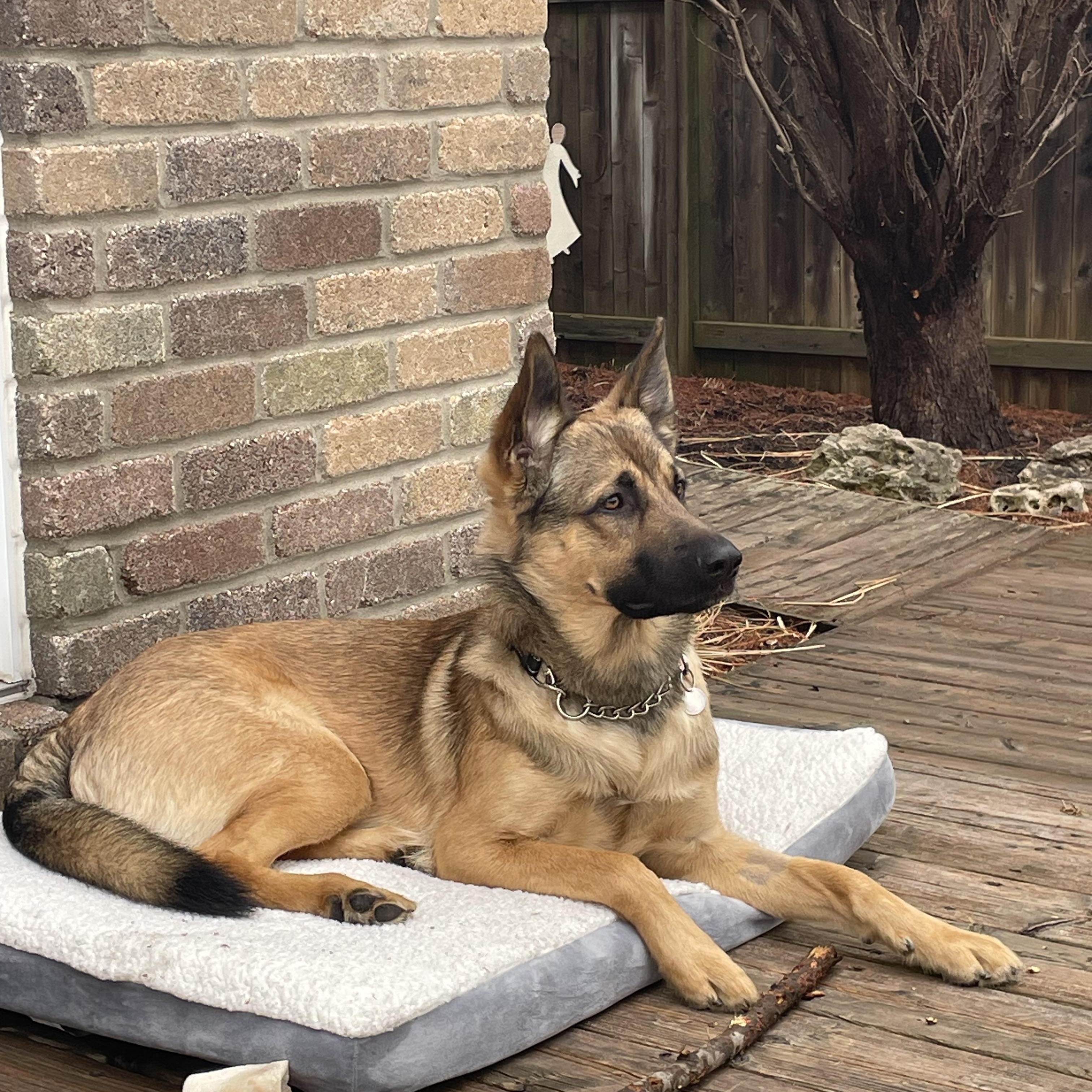 Enlarge Findley , a ADOPTABLE mixed breed in Toronto, ON image 2/4