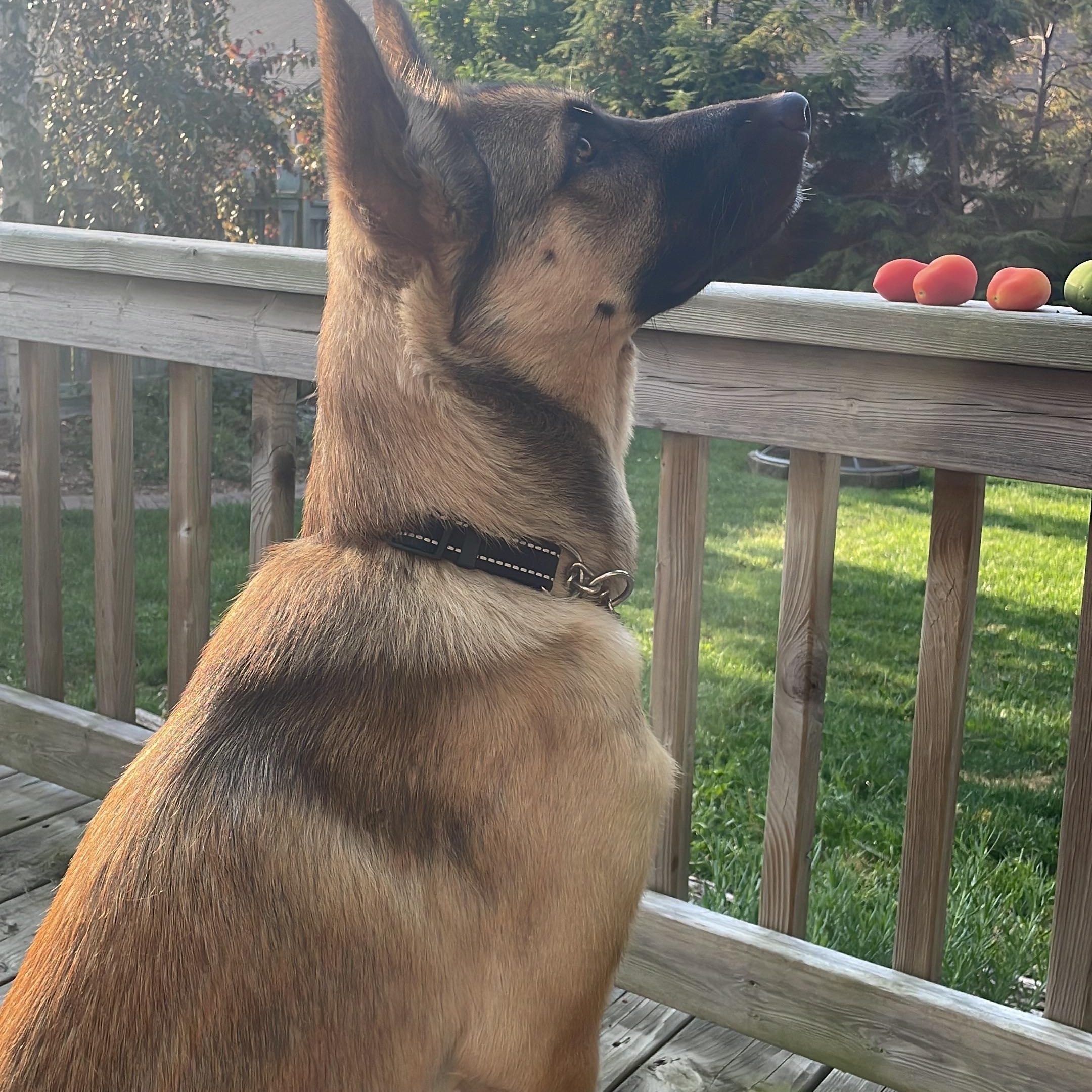 Enlarge Findley , a ADOPTABLE mixed breed in Toronto, ON image 1/4