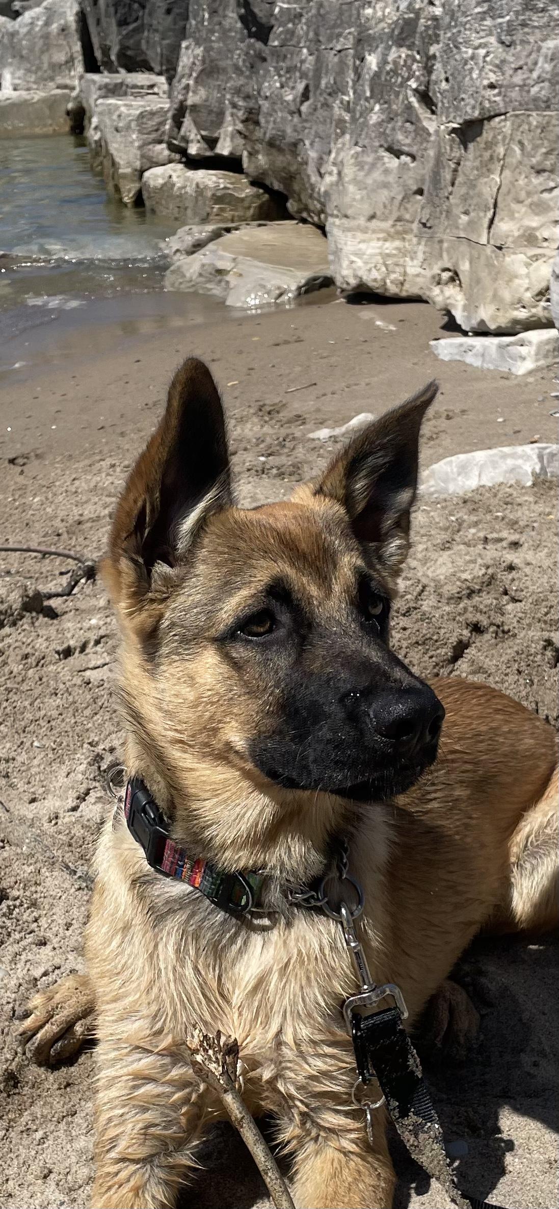 Enlarge Findley , a ADOPTABLE mixed breed in Toronto, ON image 4/4