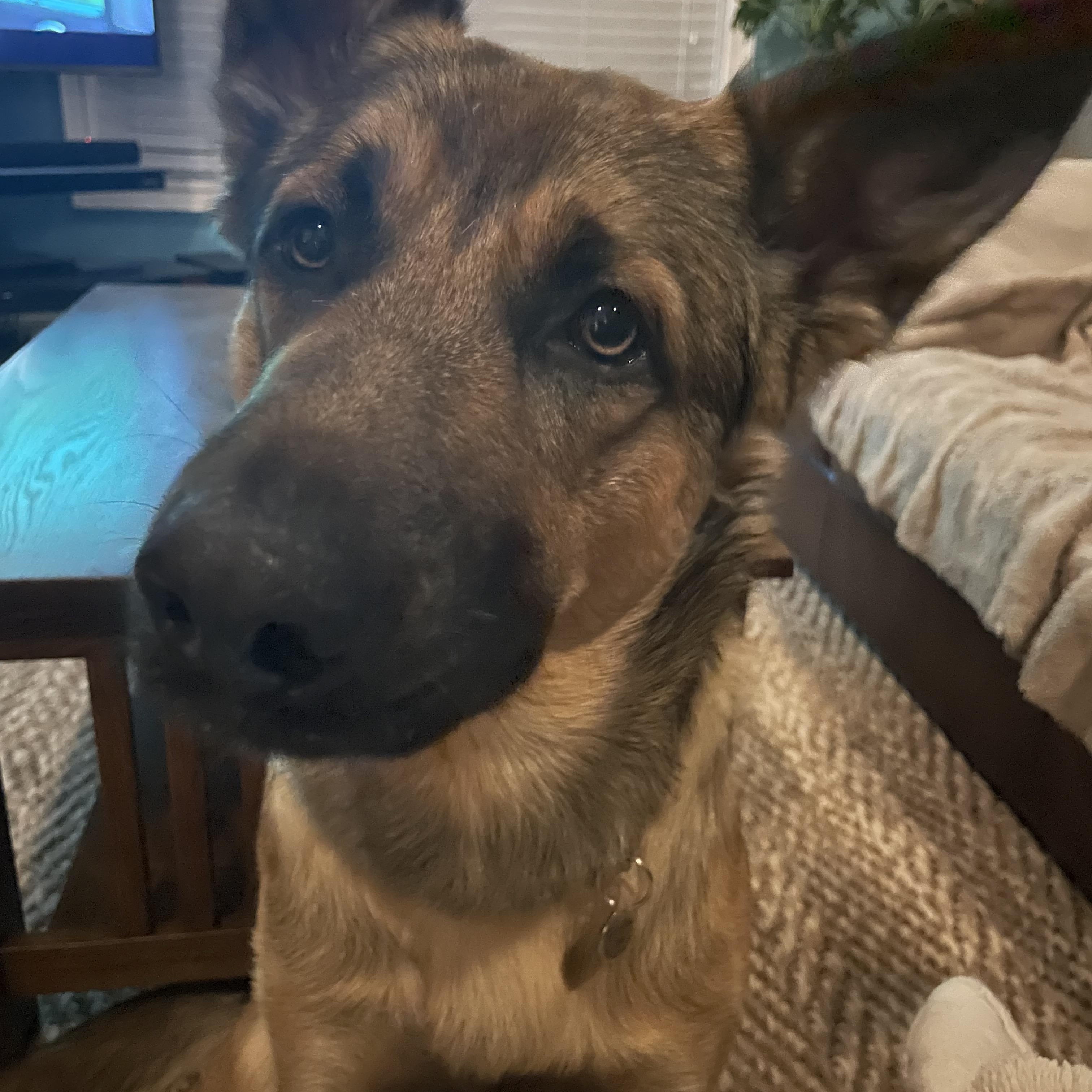 Enlarge Findley , a ADOPTABLE mixed breed in Toronto, ON image 3/4