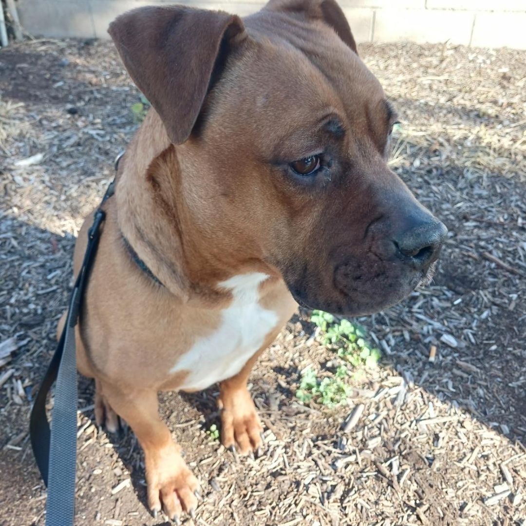 Bane , Adopted, Adult Male Boxer & American Staffordshire Terrier.