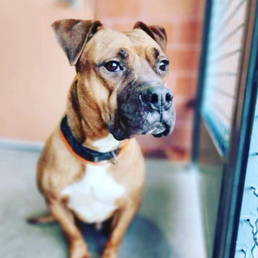 Bane , a Adopted mixed breed in Santa Barbara, CA image 3/4