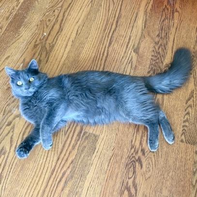 Ramsey, Adoptable, Young Male Domestic Medium Hair & Russian Blue.