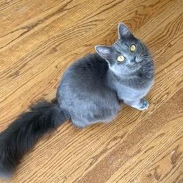 Enlarge Ramsey, a Adoptable mixed breed in Knoxville, TN image 2/5