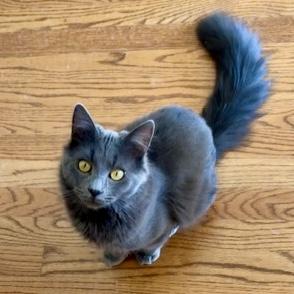 Enlarge Ramsey, a Adoptable mixed breed in Knoxville, TN image 3/5