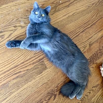 Enlarge Ramsey, a Adoptable mixed breed in Knoxville, TN image 4/5