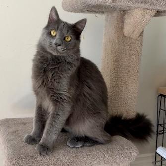 Enlarge Ramsey, a Adoptable mixed breed in Knoxville, TN image 5/5