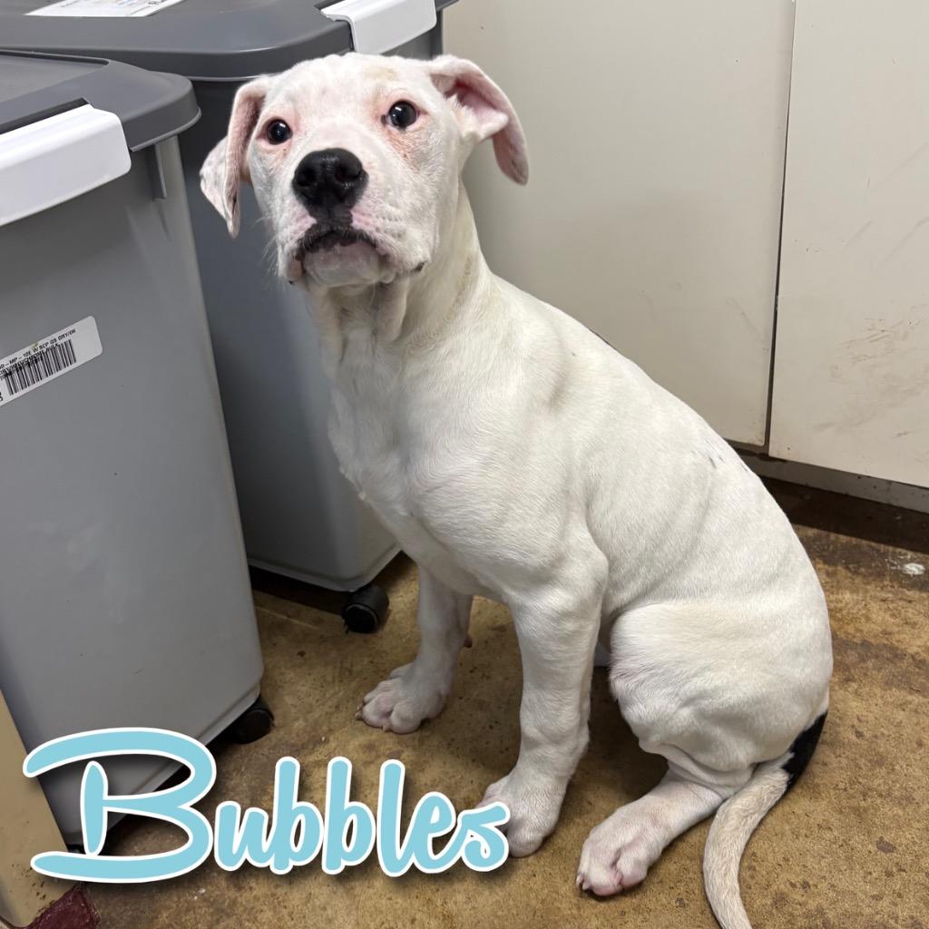 Enlarge Bubbles, a Adoptable mixed breed in Hillsboro, OH image 1/2