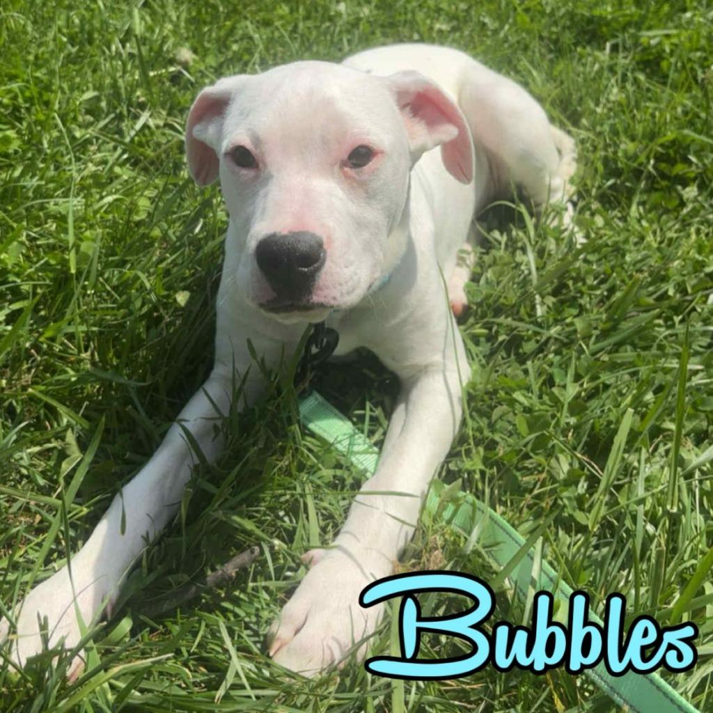 Enlarge Bubbles, a Adoptable mixed breed in Hillsboro, OH image 2/2