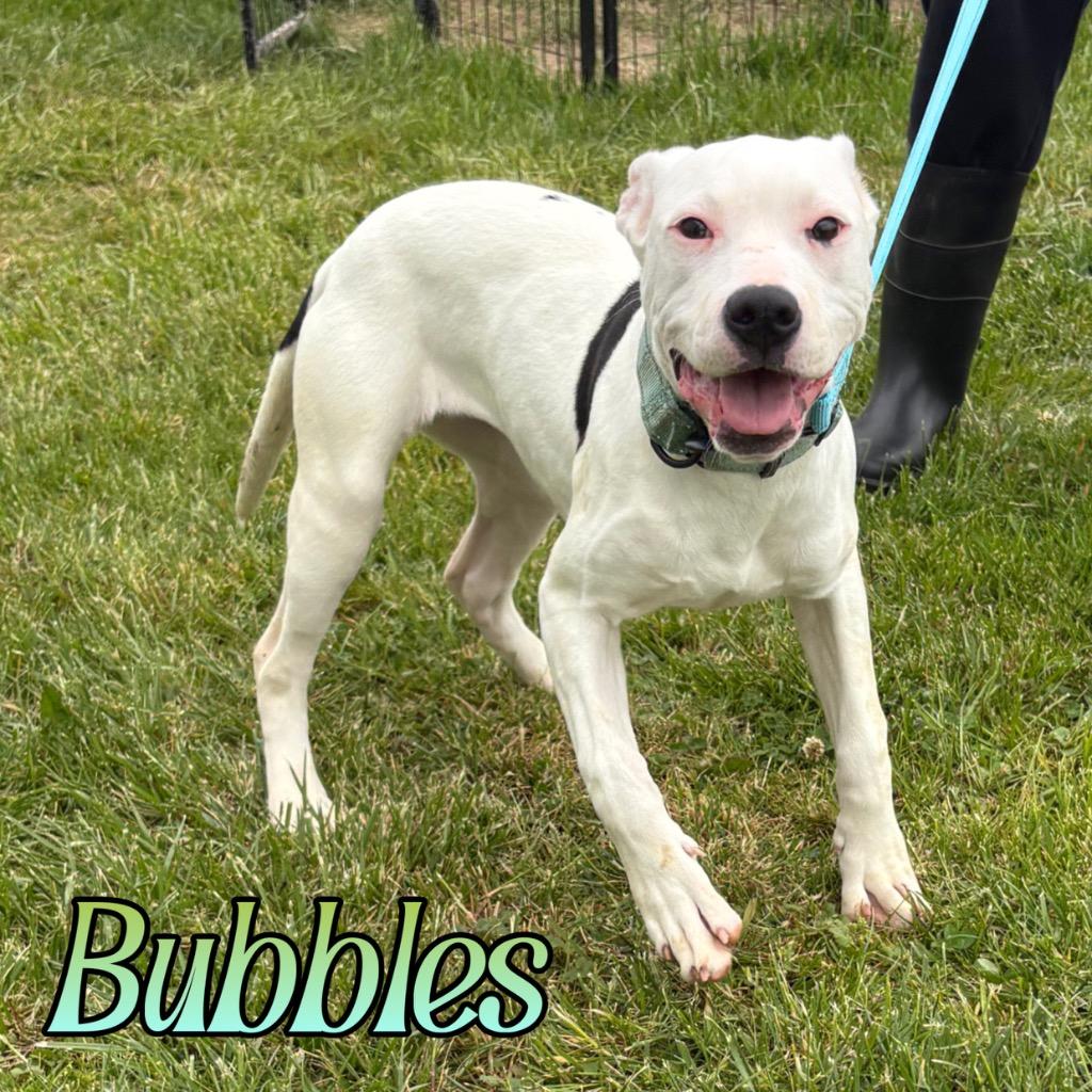 Enlarge Bubbles, a Adoptable mixed breed in Hillsboro, OH image 3/3