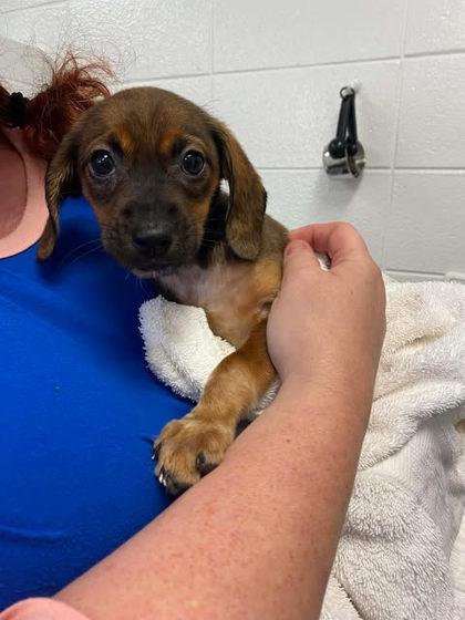 Emma, Adoptable, Adult Female Beagle & Mixed Breed.