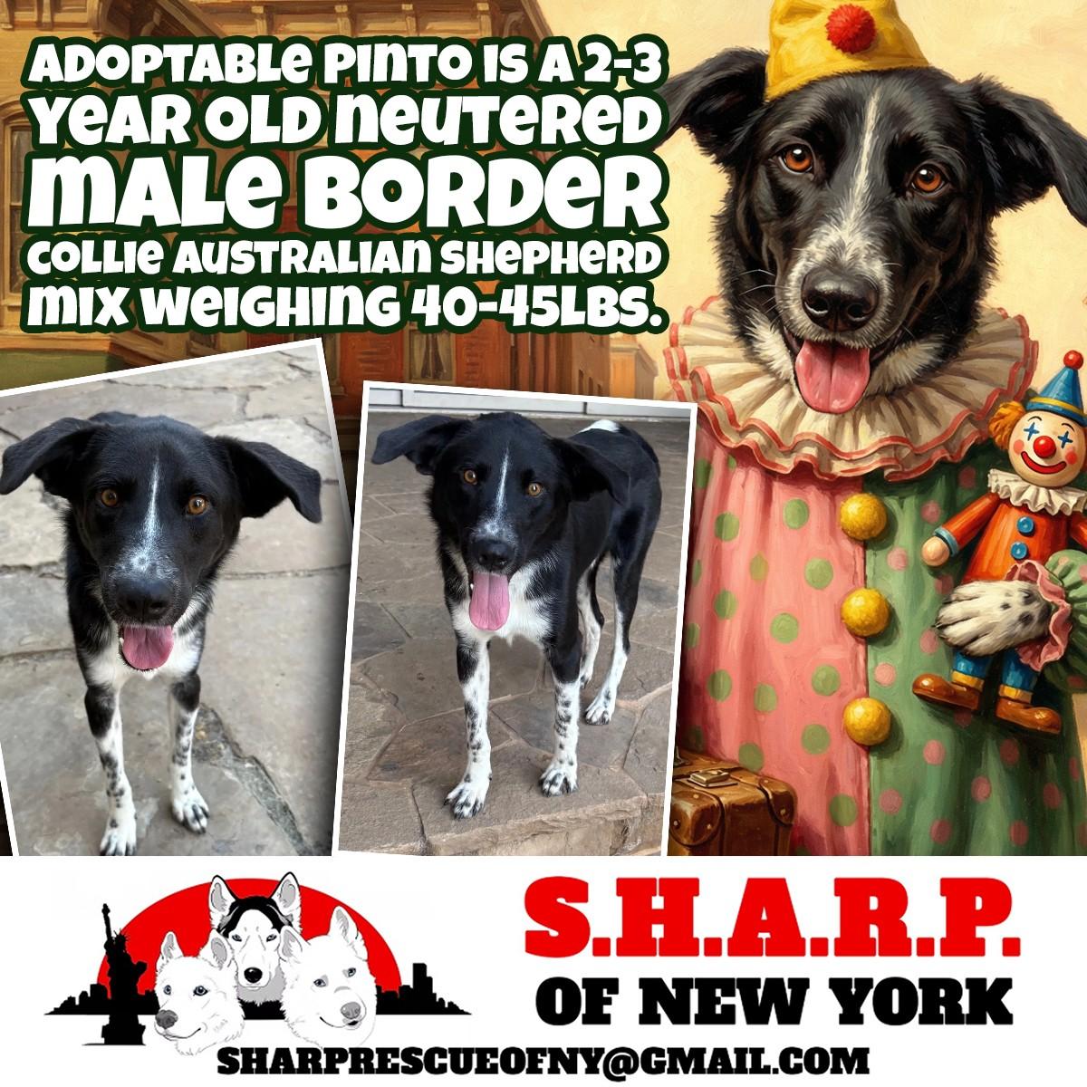 Enlarge PINTO. {COURTESY POST}, a Adoptable mixed breed in Fort Worth , TX image 1/4