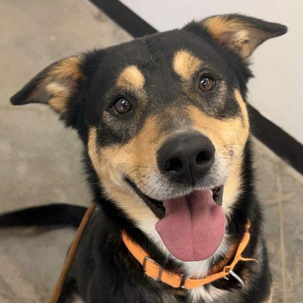 Memphis, Adoptable, Adult Male German Shepherd Dog & Mixed Breed.