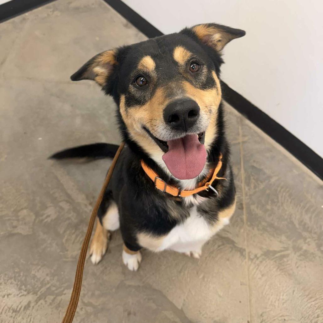 Enlarge Memphis, a Adoptable mixed breed in Idaho Falls, ID image 2/4