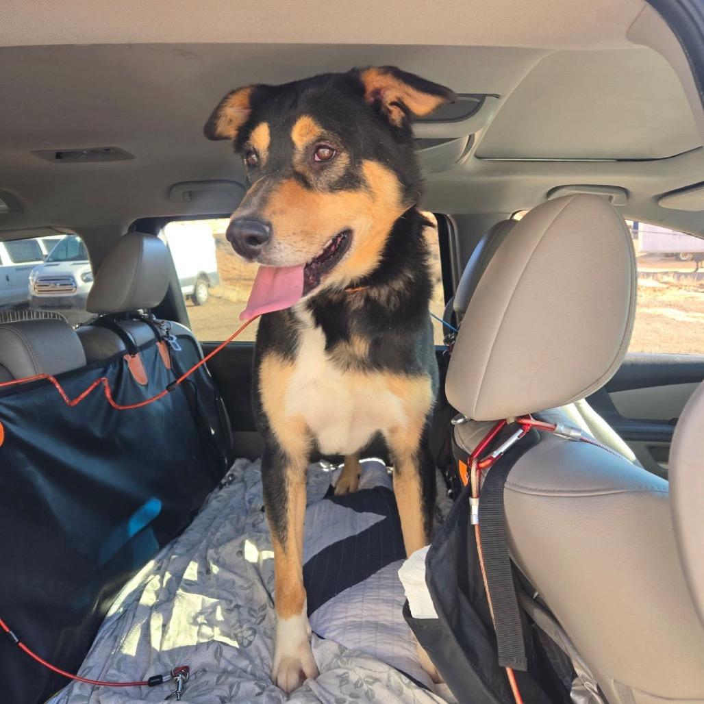 Enlarge Memphis, a Adoptable mixed breed in Idaho Falls, ID image 3/4