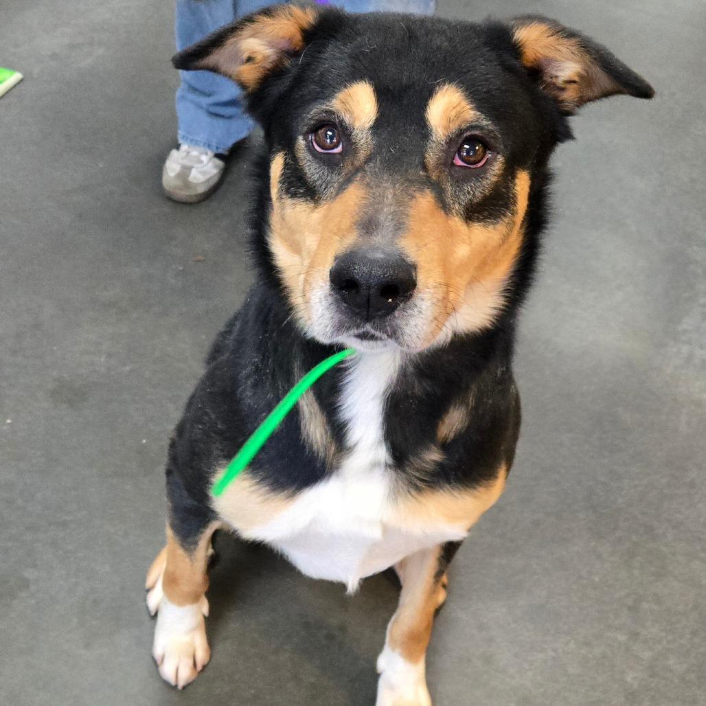 Enlarge Memphis, a Adoptable mixed breed in Idaho Falls, ID image 4/4