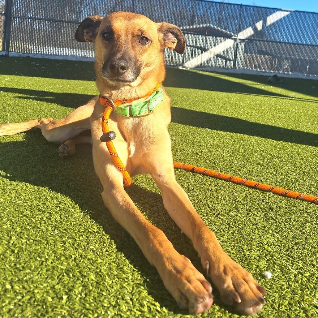 Enlarge Calloway, a ADOPTABLE Mixed Breed in Cape Girardeau, MO image 4/4