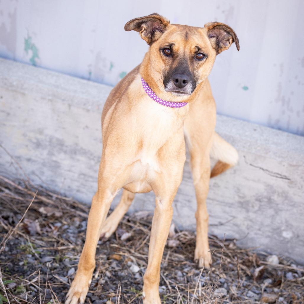 Enlarge Calloway, a ADOPTABLE Mixed Breed in Cape Girardeau, MO image 2/4