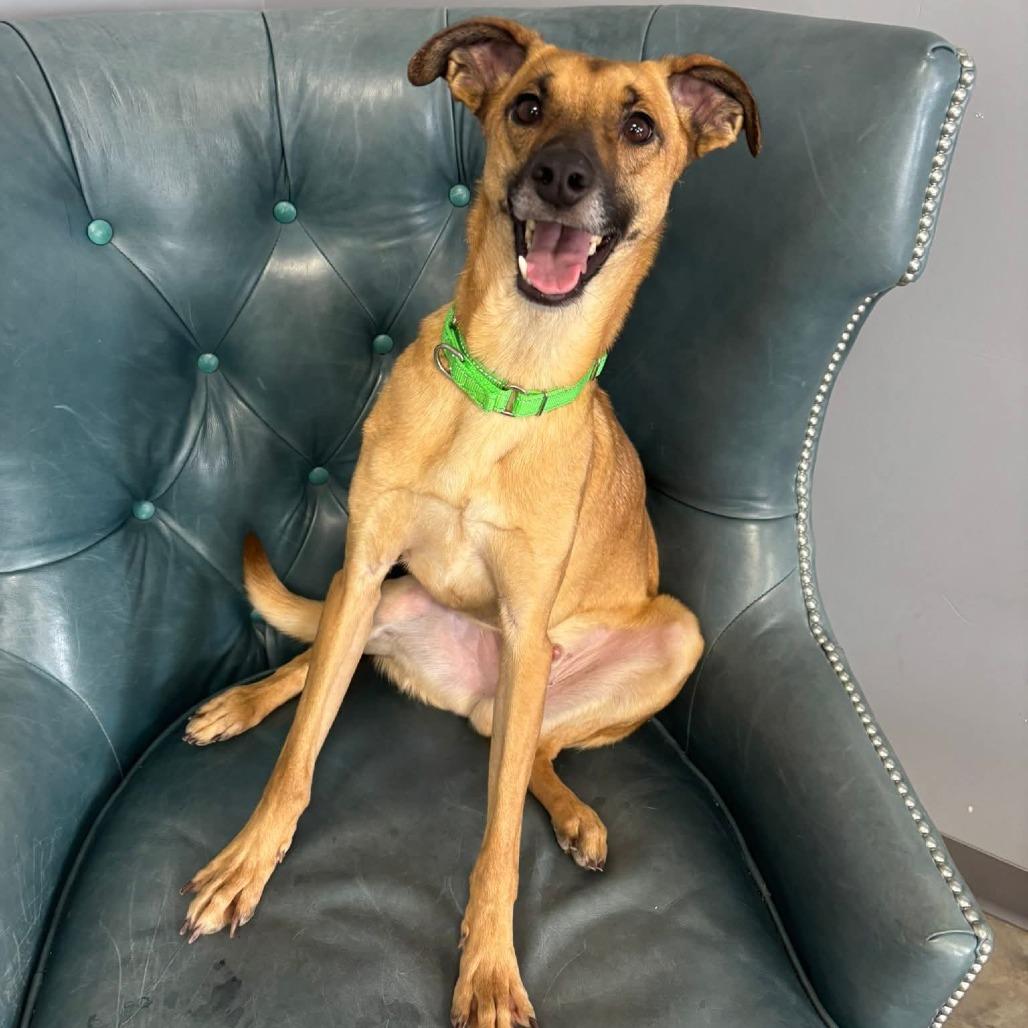 Calloway, ADOPTABLE, Adult Male Mixed Breed.