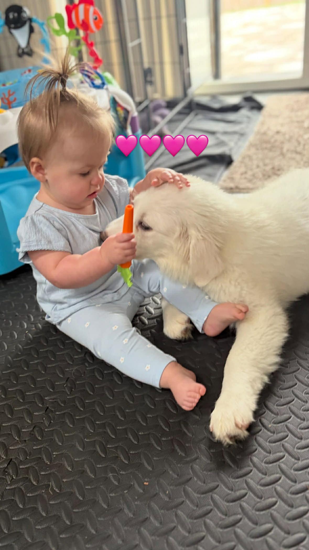 Little Sophia, Adopted, Puppy Female Great Pyrenees.