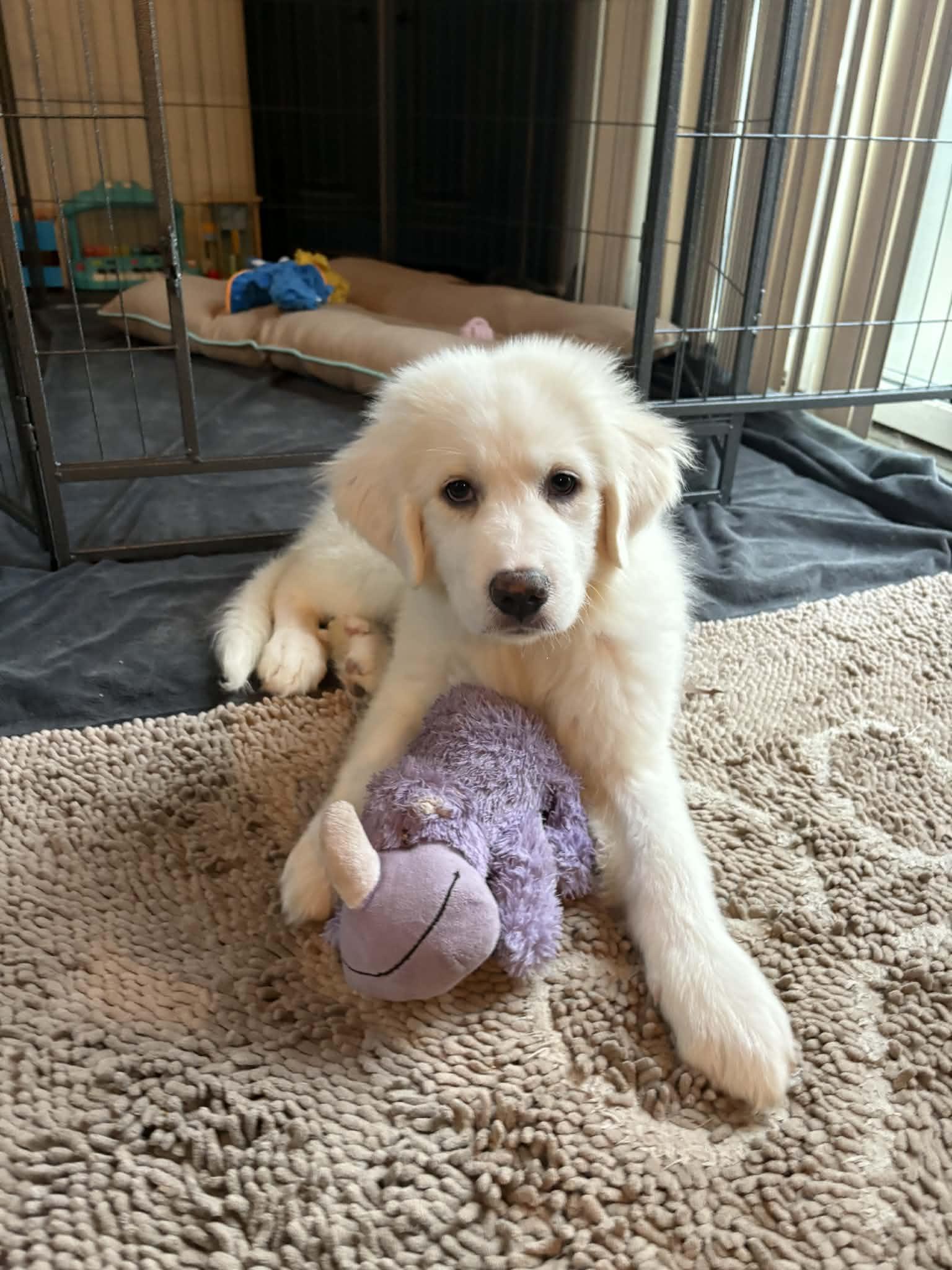 Enlarge Little Sophia, a Adopted Great Pyrenees in Croydon, NH image 2/3