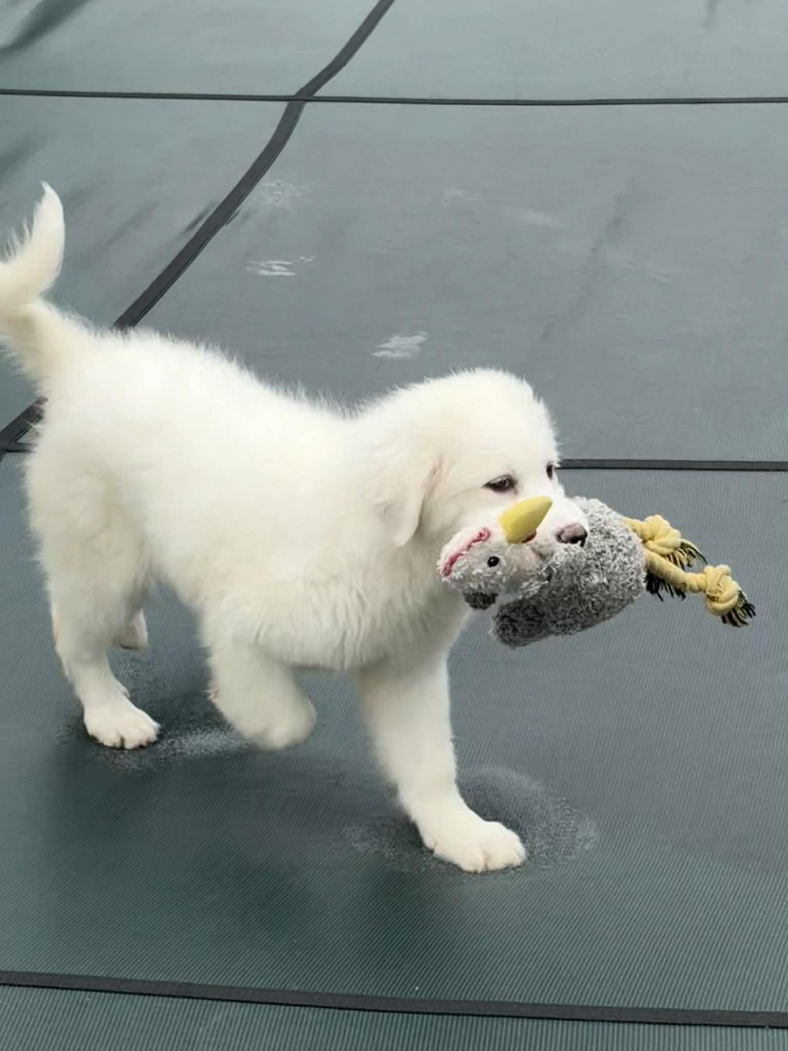 Enlarge Little Sophia, a Adopted Great Pyrenees in Croydon, NH image 3/3