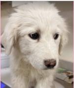 Enlarge Little Sophia, a Adoptable Great Pyrenees in Croydon, NH image 1/1