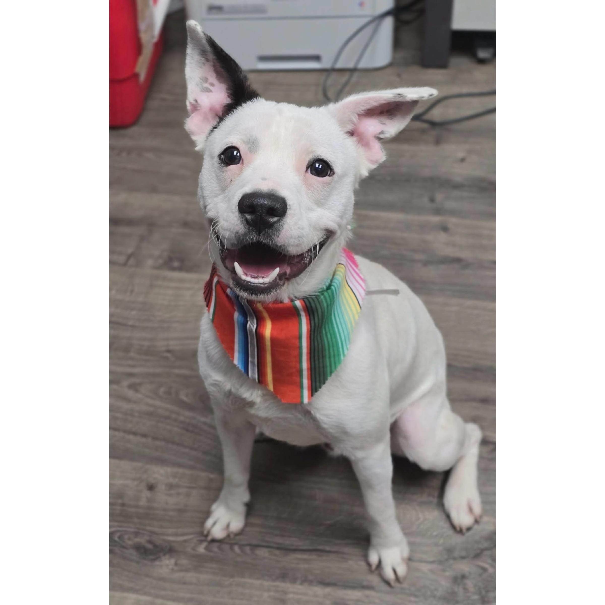 Enlarge Auggie, a ADOPTABLE mixed breed in Boulder, CO image 3/6